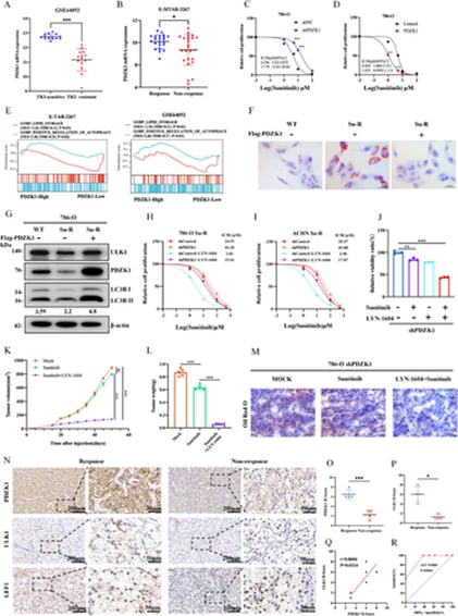 “脂肪开关”ULK1重燃肾癌治疗希望:破解舒尼替尼耐药新策略与生物标志物 2 ULK1激动剂LYN-1604使PDZK1缺失诱导的高脂滴蓄积肿瘤对舒尼替尼增敏的体外和体内实验结果