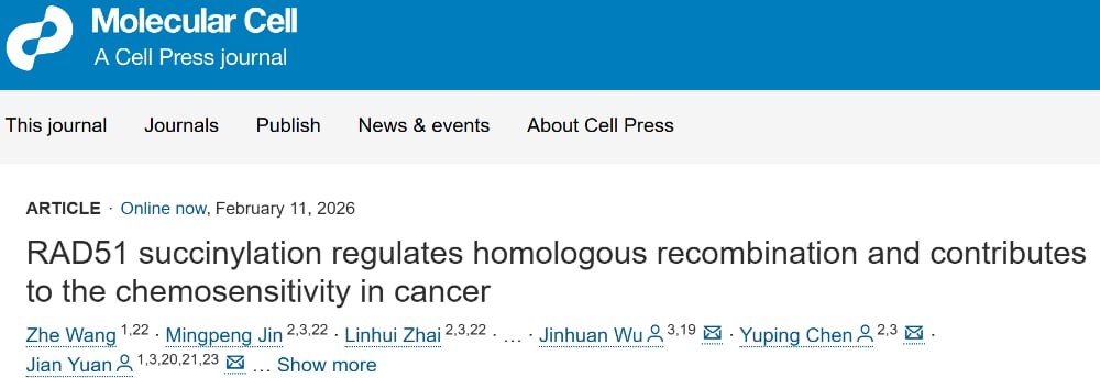 奥拉帕利耐药难题有解?RAD51琥珀酰化揭示癌症治疗新方向 1 RAD51琥珀酰化调控同源重组的分子机制示意图