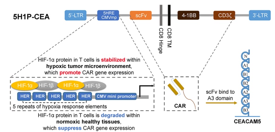 精准爆破实体瘤:浙大团队Nature Cancer发布缺氧响应型CAR-T疗法突破 2 PC13 CAR构造的结构图,展示了缺氧响应元件与CEA靶向区域的设计