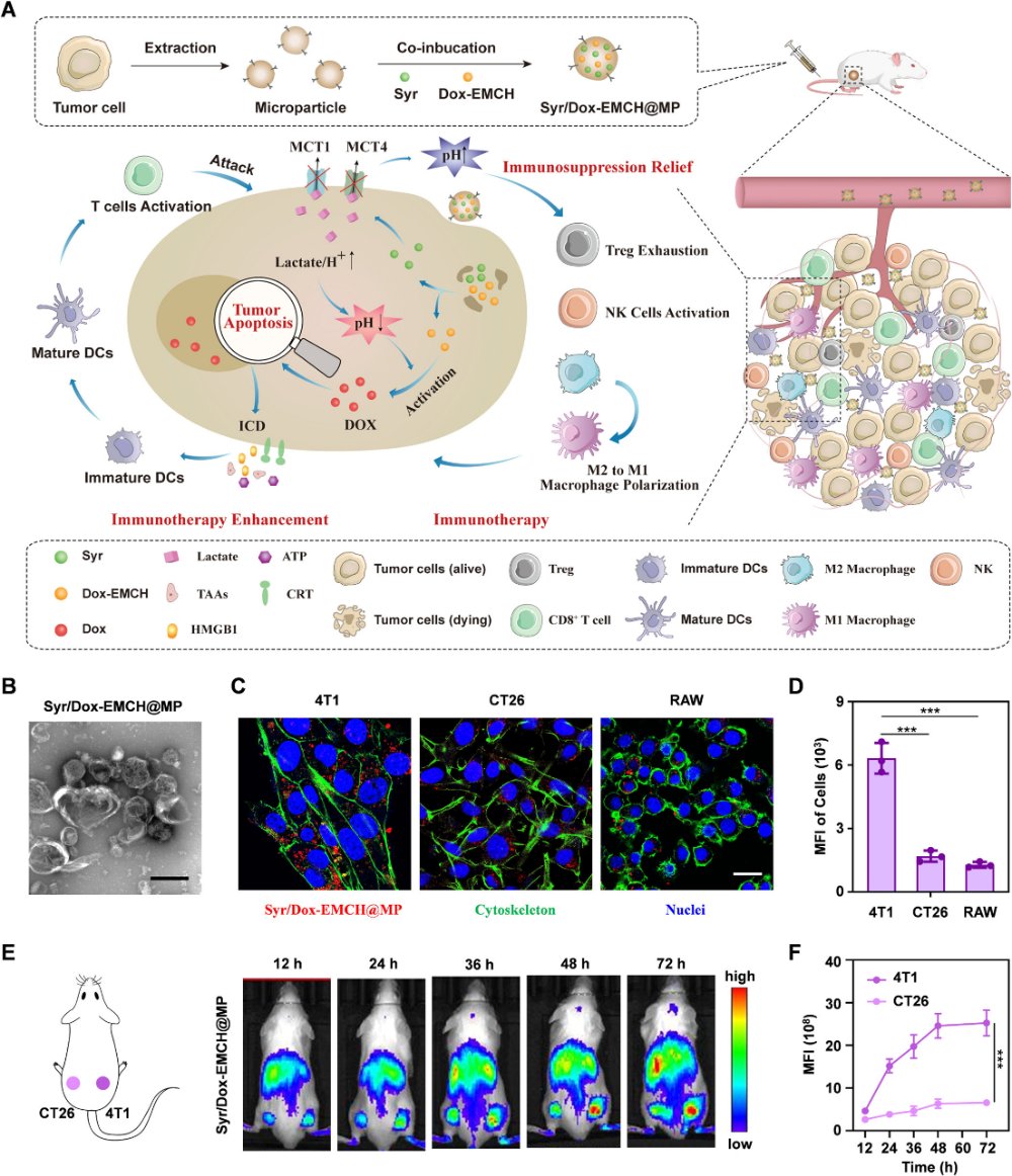 让癌细胞自酸自灭!哈工大研发仿生微颗粒,阻断乳酸外排开启免疫新纪元 2 Syr/Dox-EMCH@MPs对原发瘤及转移瘤的抑制数据分析