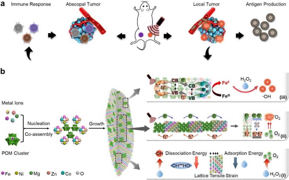ROS提升30倍!清华研发超薄纳米叶,声动力治疗打破肿瘤缺氧与转移难题 2 SHPL纳米叶的设计及针对肿瘤转移的免疫激活示意图