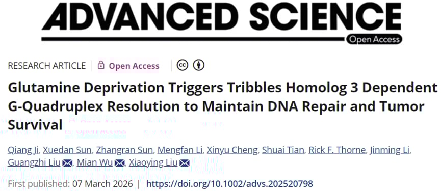 肝细胞癌为何“饿着也能活”?TRIB3-DDX5解开G4-DNA的生存密码与新靶点 1 肝细胞癌在谷氨酰胺受限下通过TRIB3-DDX5-G4轴维持DNA修复与存活的研究示意图