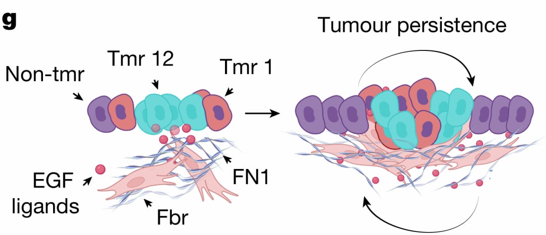 刷新认知!《Nature》证实:“癌变土壤”可诱发癌症,这才是复发关键? 2 肿瘤起源阶段微环境重塑的分子机制模式图