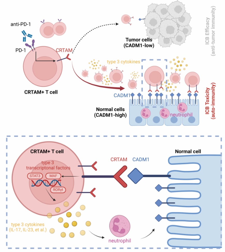免疫治疗副作用大到被迫停药?南方医科大学发现CRTAM靶点,实现“减毒不减效”新突破! 2 CRTAM作为irAEs检查点的作用机理模式图