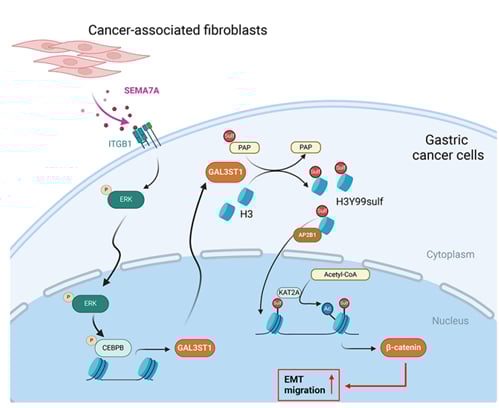 胃癌为什么容易转移?新研究锁定CAF-GAL3ST1通路 2 SEMA7A GAL3ST1 H3Y99sulf轴促进胃癌转移的模式机制图