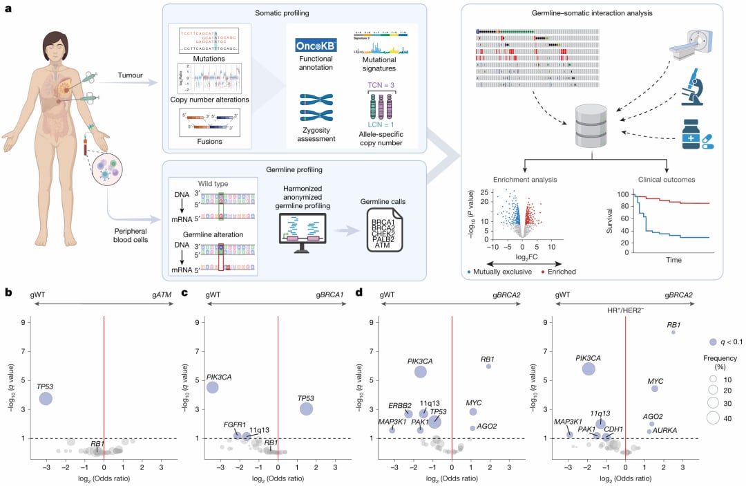 胚系BRCA2突变乳腺癌易耐药?Nature最新:选对首发药物是关键 2 乳腺癌中胚系突变驱动获得性耐药的进化轨迹图