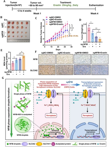 去势抵抗性前列腺癌新机制:NFIB如何让肿瘤躲过铁死亡 2 NFIB抑制与铁死亡诱导剂联合治疗CRPC小鼠模型示意图