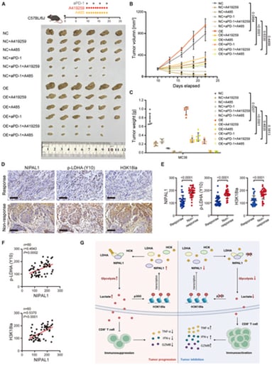 食管鳞癌免疫治疗耐药新机制:乳酸环路与破局方向 2 靶向NIPAL1-HCK-H3K18la环路提升食管鳞癌免疫治疗敏感性示意图