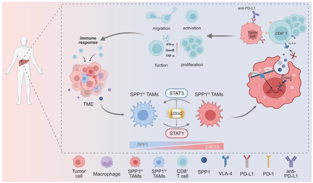 肝内胆管癌治疗突破!“低剂量”策略减毒增效,让免疫治疗更精准 2 低剂量化疗重塑肝内胆管癌免疫微环境的机制模式图