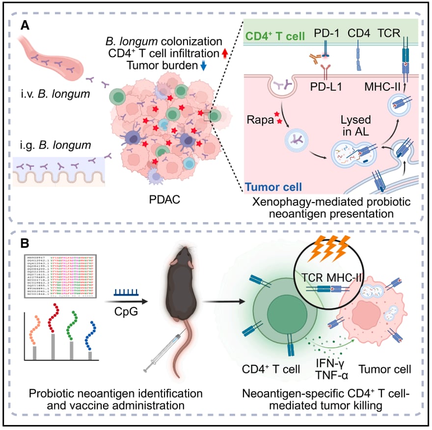 攻克“癌中之王”:Cell子刊揭秘如何利用瘤内益生菌唤醒免疫,精准狙击胰腺癌 2 XenoPro策略利用异源自噬增强MHC II类限制性新抗原呈递的机理模式图