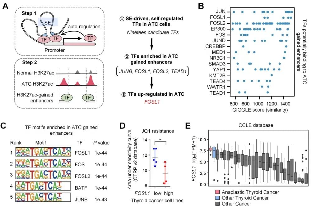甲状腺未分化癌(ATC)为何进展这么快?研究提示:FOSL1“改写染色质”让NK细胞杀不动 2 ATC超级增强子图谱分析确定FOSL1等主调控因子结果图