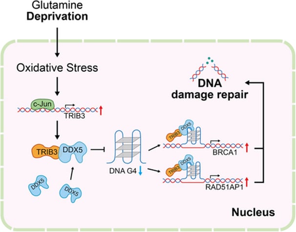 肝细胞癌为何“饿着也能活”?TRIB3-DDX5解开G4-DNA的生存密码与新靶点 2 TRIB3招募DDX5解旋G-四链体DNA并维持DNA修复的分子机制模式图(肝细胞癌)