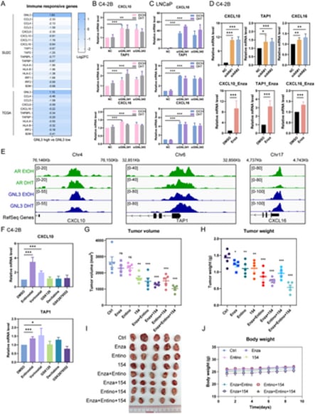 晚期前列腺癌耐药之谜告破?澳门大学发现“双重间谍”蛋白,联合治疗现曙光 2 GNL3通过抑制免疫应答基因减少T细胞浸润的实验对比图