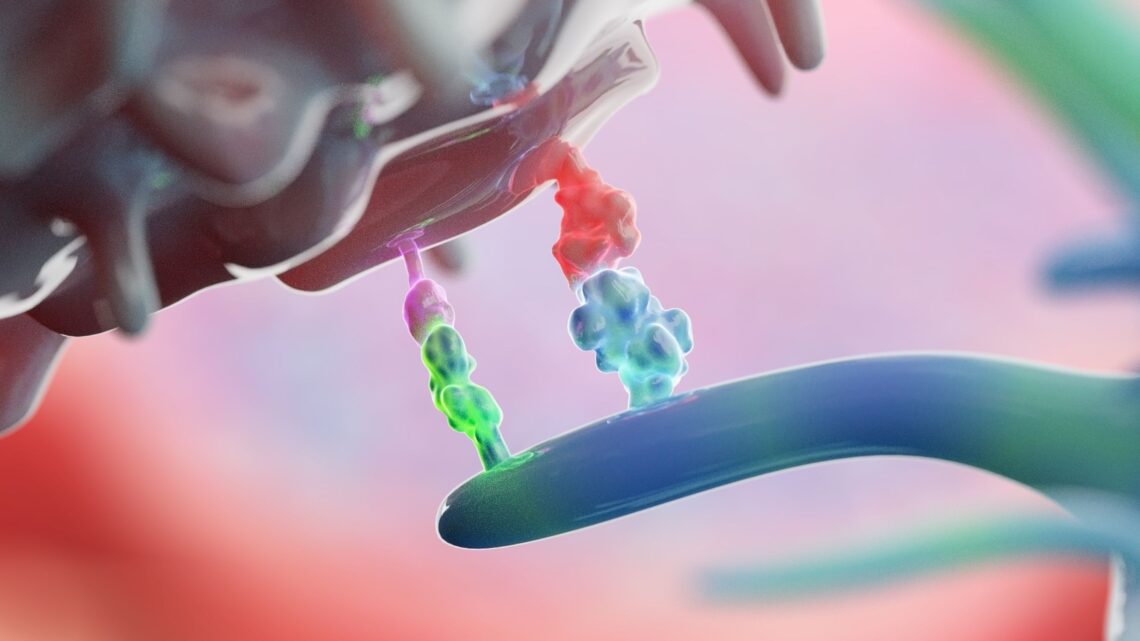 最新研究：免疫检查点抑制剂对老年实体瘤患者疗效不受年龄影响，但免疫反应有差异