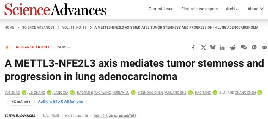 揭秘肺腺癌治疗抵抗新机制：METTL3-NFE2L3轴与肿瘤干细胞，潜在靶向新方向