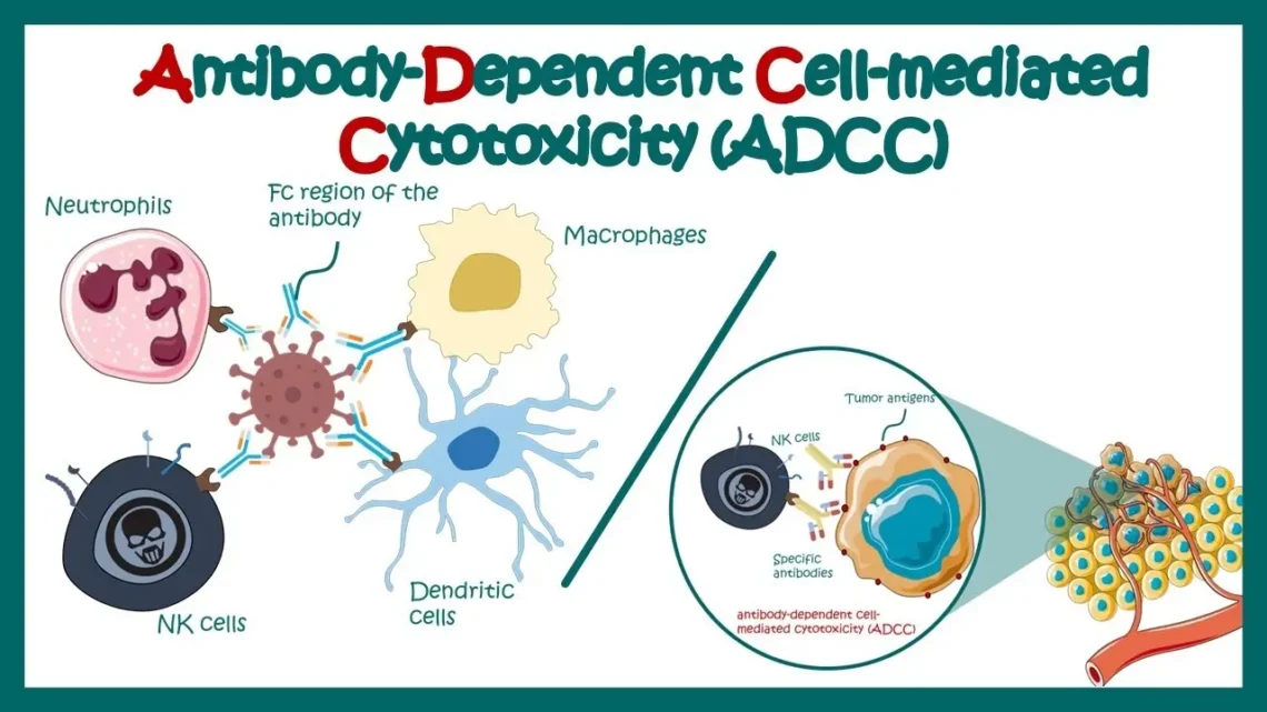 揭秘ADCC：CD16a如何激活NK细胞杀死癌细胞？靶向免疫疗法新策略