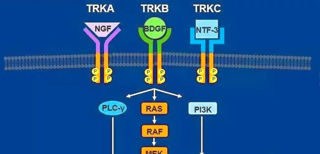发现癌症靶向治疗新机遇：深入解析NTRK融合与pan-TRK IHC检测