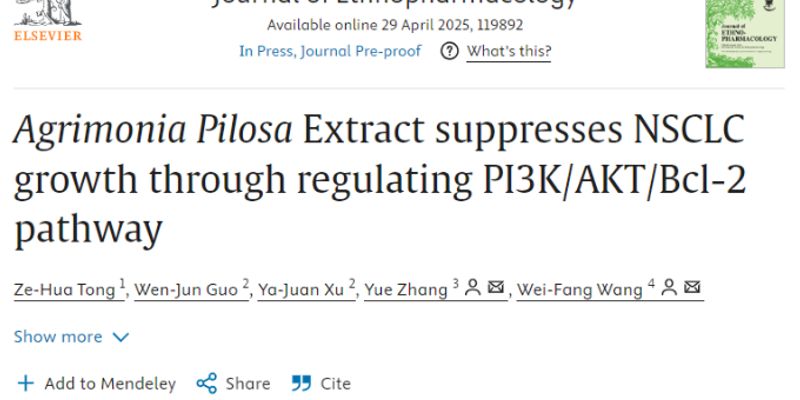 龙芽草提取物：天然抗癌潜力？最新研究揭示其抑制非小细胞肺癌生长的机制
