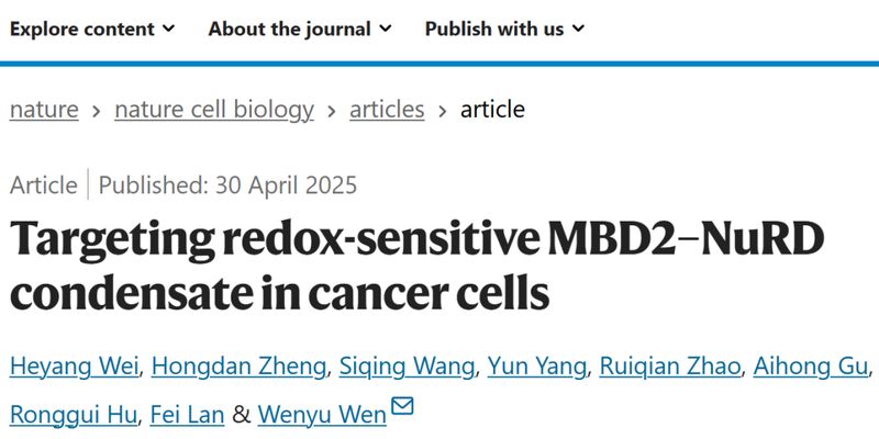 揭秘癌症生长新机制：MBD2-NuRD凝聚体与氧化应激靶向治疗潜力