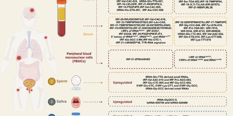 tsRNA：癌症液体活检领域冉冉升起的新型生物标志物？