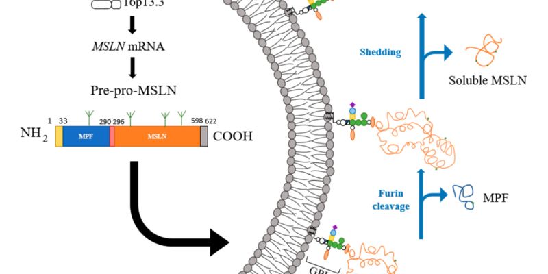 靶向间皮素（Mesothelin）：卵巢癌、胰腺癌等多种实体瘤的新型疗法进展