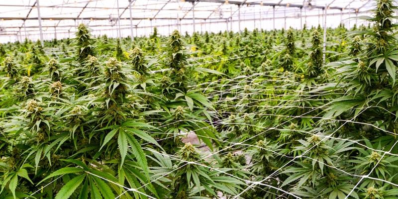 大麻会致癌吗？最新研究揭示大麻与癌症风险的关联