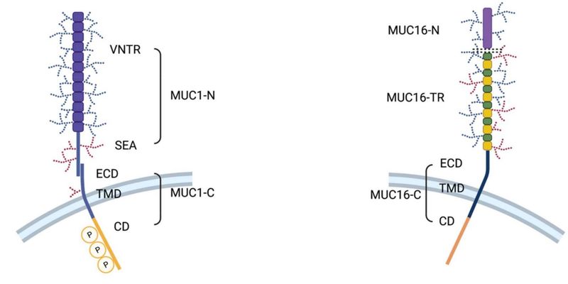 MUC1和MUC16：癌症靶向药与免疫疗法的前沿靶点解析