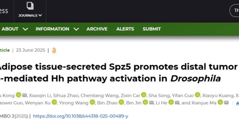 肥胖与癌症：揭示脂肪组织促进肿瘤生长与转移的关键分子机制