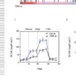 TIPE与LDHA：三阴性乳腺癌糖代谢重编程的关键靶点及治疗新希望