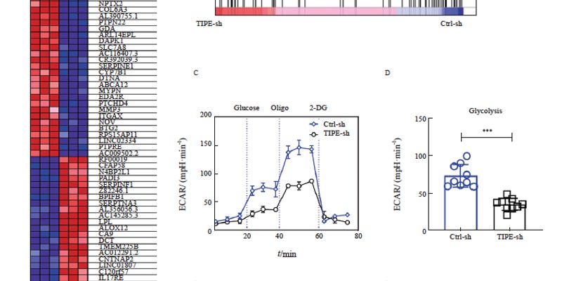 TIPE与LDHA：三阴性乳腺癌糖代谢重编程的关键靶点及治疗新希望