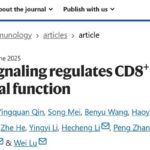 揭秘CARD11信号：如何增强CD8+ T细胞抗肿瘤活性，助力癌症免疫治疗