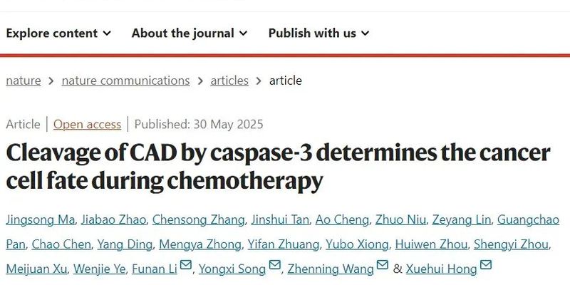 攻克胃癌、结直肠癌化疗耐药新策略：CAD蛋白与caspase-3的关键作用及靶向前景