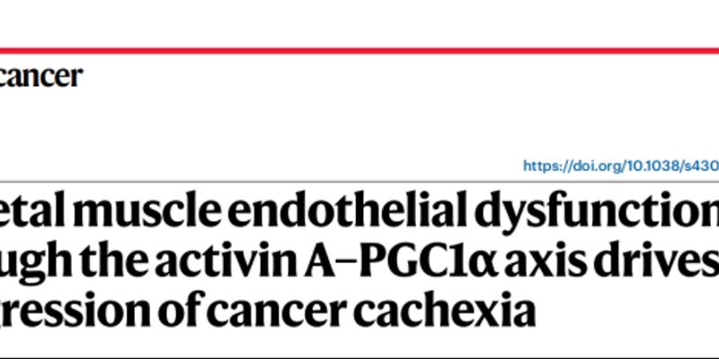 癌症恶病质新突破：揭示肌肉血管功能障碍与Activin A-PGC1α轴的关键作用