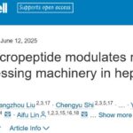 肝细胞癌治疗新突破：浙江大学发现新型微肽MRPIP，有望靶向抑制肿瘤进展