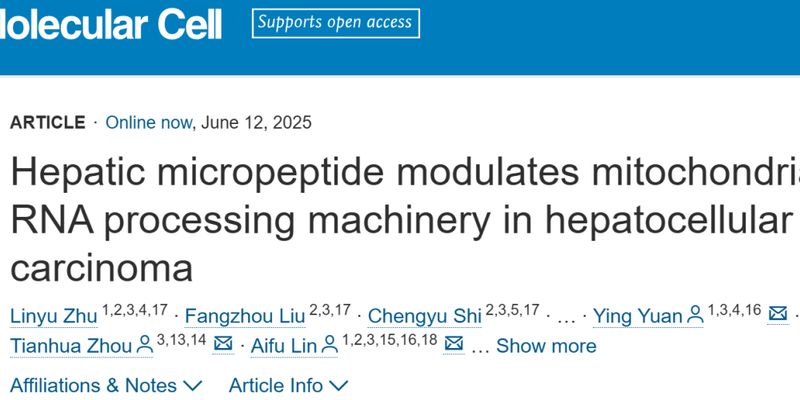 肝细胞癌治疗新突破：浙江大学发现新型微肽MRPIP，有望靶向抑制肿瘤进展