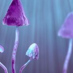 癌症患者抑郁焦虑新希望：裸盖菇素单次剂量展现长期疗效