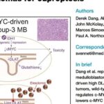 髓母细胞瘤治疗新希望：IDH1调控MYC扩增型肿瘤对铜死亡的敏感性研究
