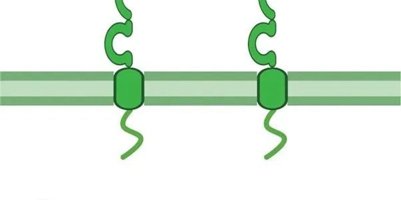 B7-H3靶点深度解析:一文看懂其作用机制与最新靶向药物进展