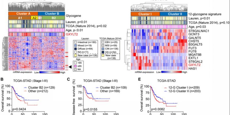 弥漫型胃癌治疗新突破：关键靶点GXYLT2的作用机制与前景