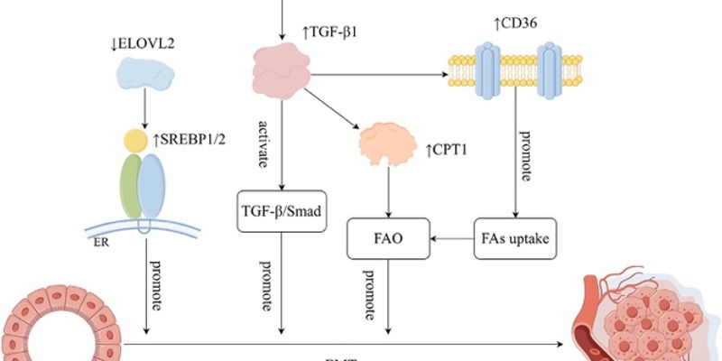 乳腺癌治疗新曙光：靶向脂质代谢能否攻克耐药难题？