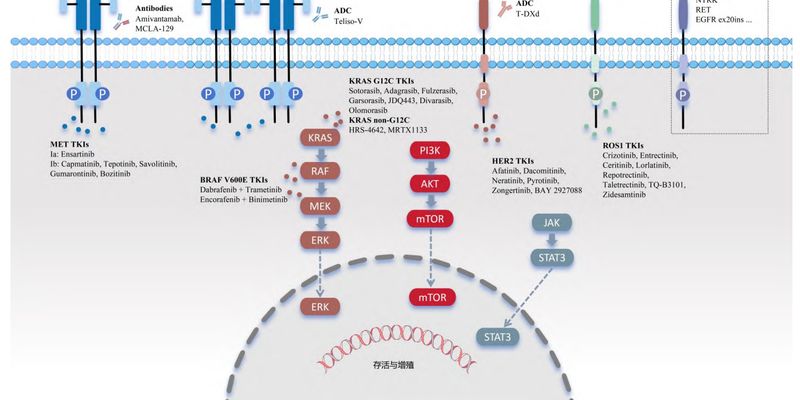 2025肺癌指南解读：MET、BRAF、KRAS、ROS1罕见靶点靶向药选择