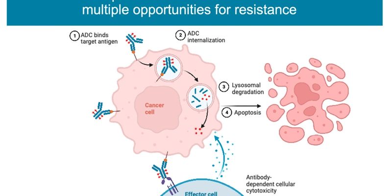 ADC药物(如T-DM1)为什么会失效?深度解析三大耐药机制与应对策略