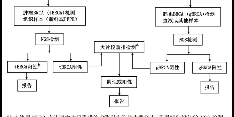 乳腺癌BRCA2基因检测出大片段重排？了解PARP抑制剂治疗方案