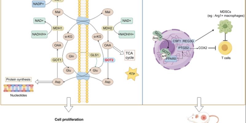 胰腺癌治疗新方向：GOT2靶点的双重作用机制深度解析