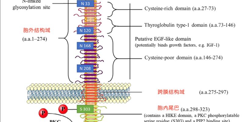 TROP-2靶点:癌症治疗新希望?深入解析其在乳腺癌、肺癌等实体瘤中的关键作用