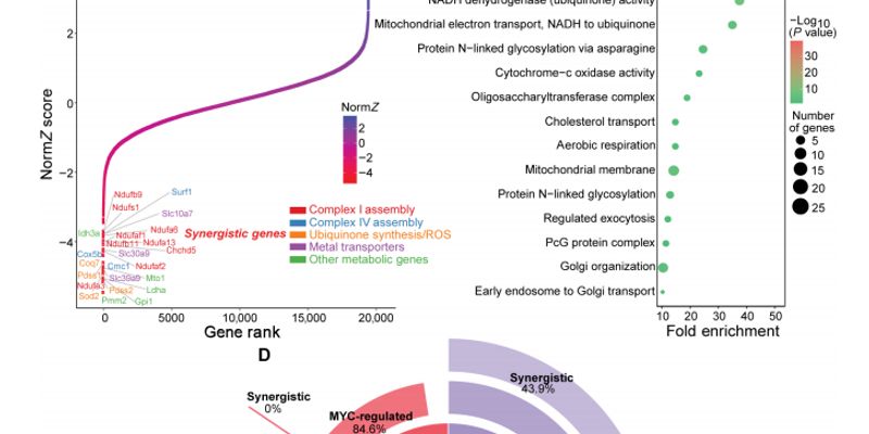 MYC抑制剂新突破：联合线粒体抑制剂，协同增效抗击癌症