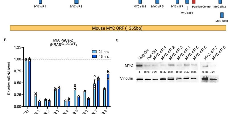 KRAS与MYC双靶点夹击：新型RNAi分子为肺癌、胰腺癌治疗带来新希望