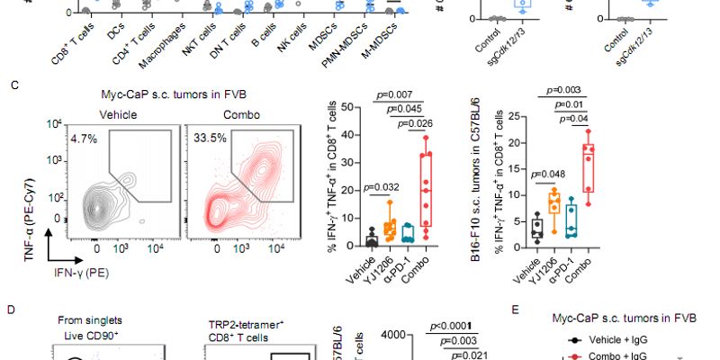 增强免疫治疗新策略：抑制CDK12/13可激活STING通路，提升抗肿瘤效果