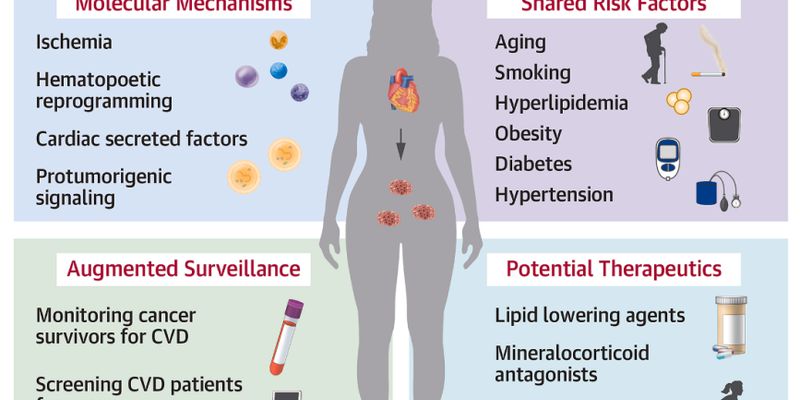 心血管疾病如何加速癌症进展？最新研究揭示免疫系统衰老机制
