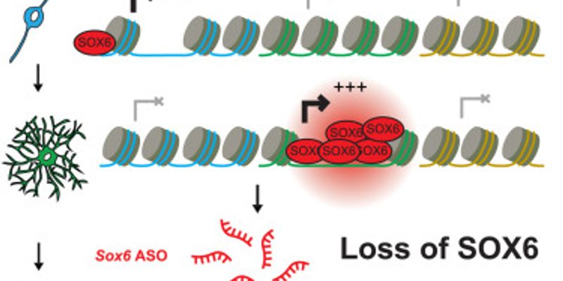 《细胞》期刊2025年8月重磅发布：癌症、基因编辑与神经科学前沿突破